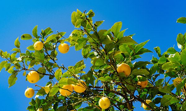 The branches of a lemon tree with a bright blue sky behind them. The branches are full of bright green leaves and large ripe lemons.
